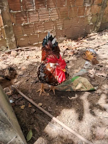 Vendo esse galo reprodutor da raça GSB por 600