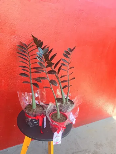 Mudas de zamioculca Black 