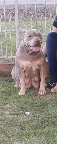 Filhotes de Pit Monster 