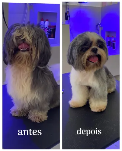 Banho e tosa em domicílio 