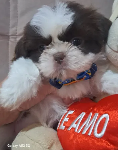 Shih Tzu - Delicado, carinhoso e encantador
