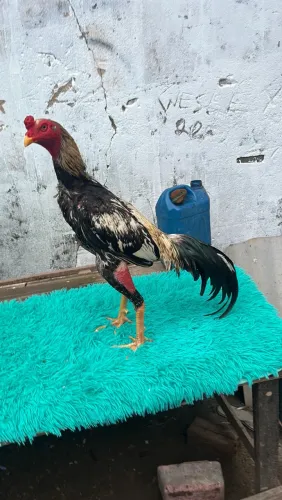 Galos mura!
