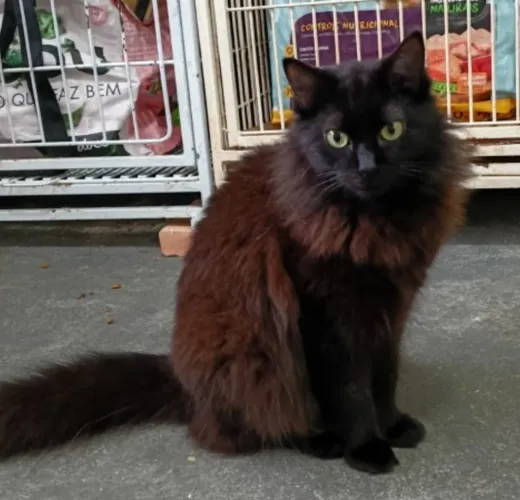 Doação de linda gatinha 