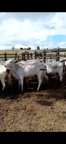 Vacas nelore