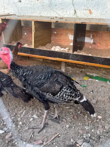 Peru Disponível Macho E Fêmea