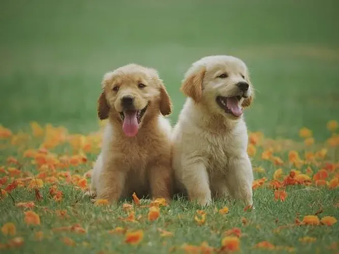 Filhote de Golden Retriever Com Um Jeito Especial de Encantar