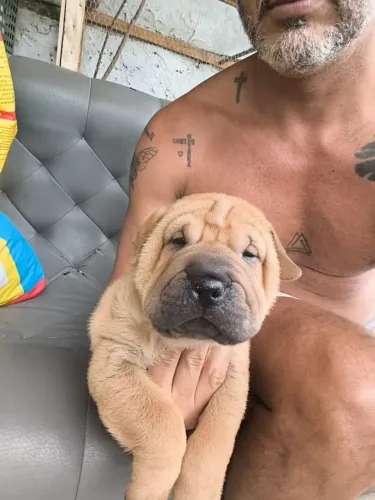 Shar pei machos e fêmeas 