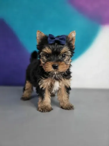 Esse lindo filhote de yorkshire está a procura de um novo lar