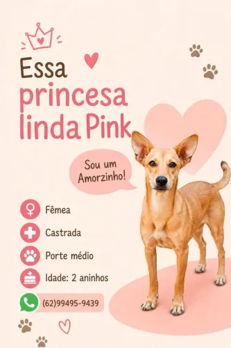 Pet's para adoção responsável