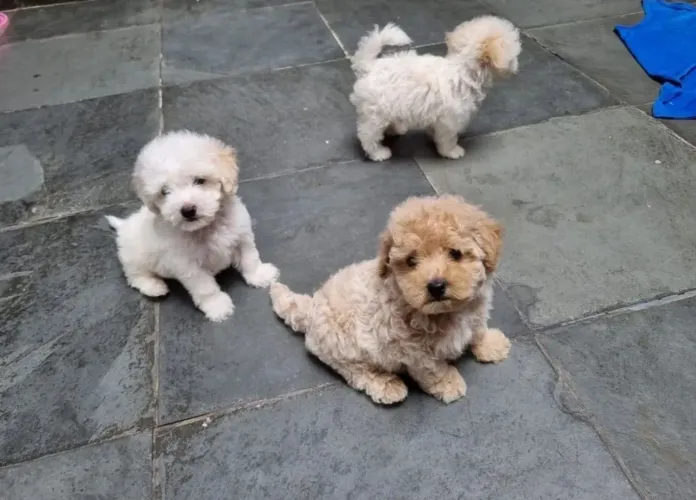 Lindas femeas de poodle ja vacinadas 