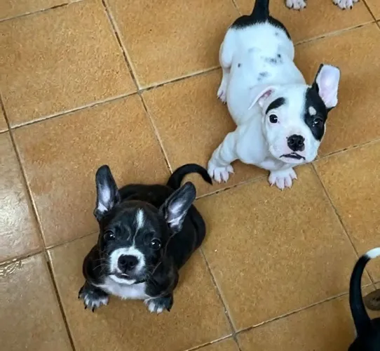 Filhotes American bully