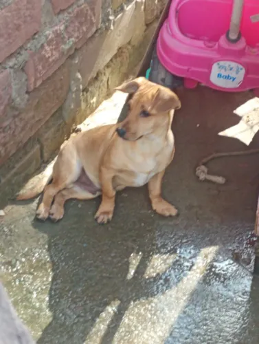 Cachorro