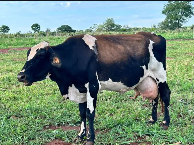 Vacas de leite 