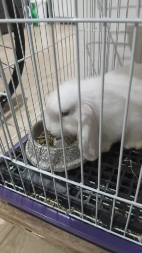 Coelha minha lop 7 meses para venda ou troca por uma filhote
