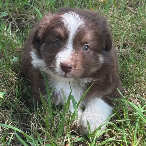 Border Collie: Filhotes inteligente e saudáveis