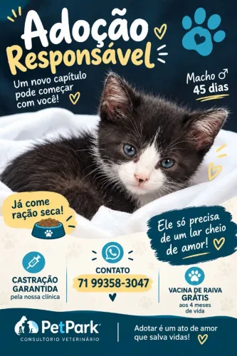 Adoção responsável de lindo filhote de gato macho