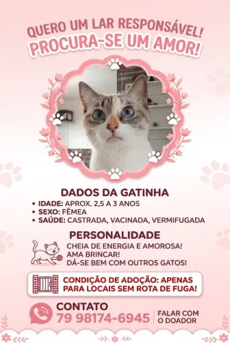 Gata para adoção