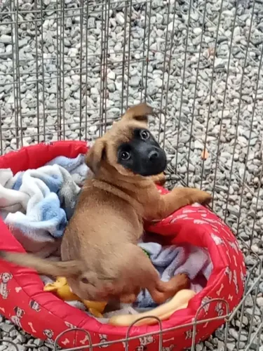 Doa se filhote de cachorro