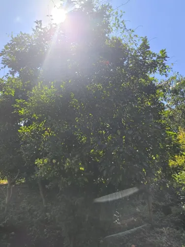 Terreno com casa