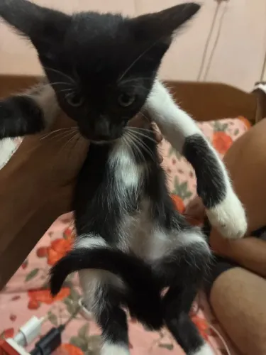 Doação de gatinha