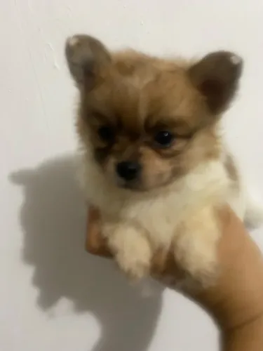 Lindos filhotes mistura de spitz com chihuahua