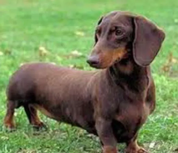 Basset Salsichinha Miniatura Chocolate Fêmea 