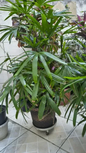 Plantas grandes ornamentais
