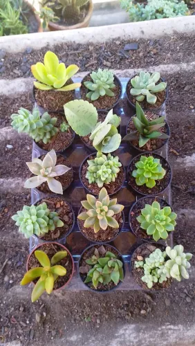 suculentas