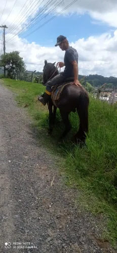 Cavalo campolina.