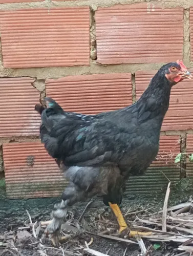 Frangos da raça Brahma