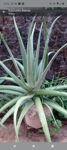 Planta ?