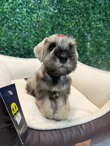 Filhotes de Schnauzer mini