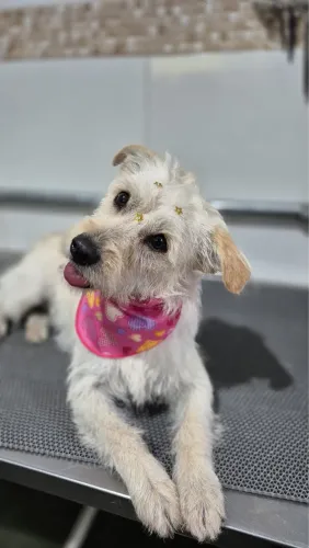 Doa-se cachorro fêmea 10 meses