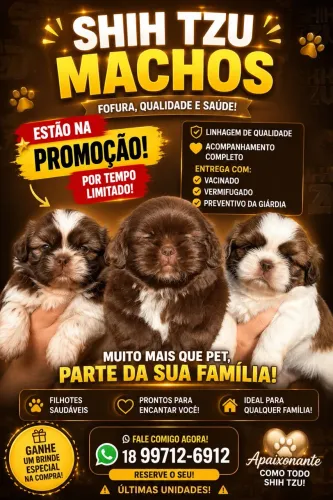 Filhotes machos 