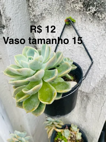 Vendo várias plantas suculentas