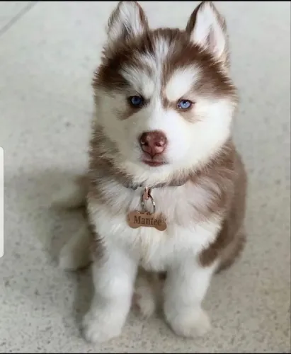 Filhote de cachorro Husky com temperamento amigável e dócil