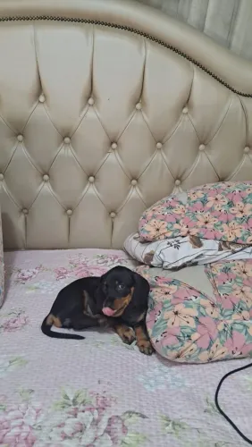 FILHOTE 100% PURO  FÊMEA DASCHUND (SALSICHINHA)
