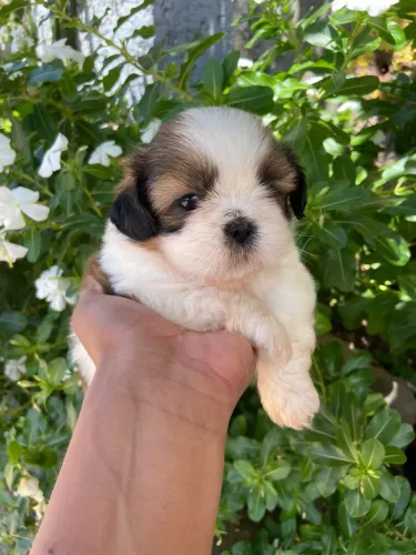 Shih tzu