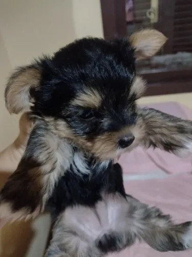 Shih Tzu