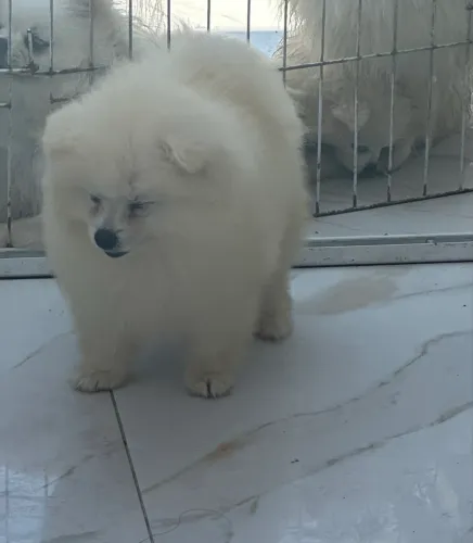 Spitz 