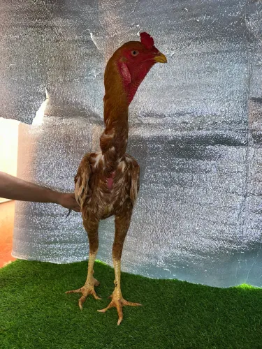 Vende-se frango índio gigante 