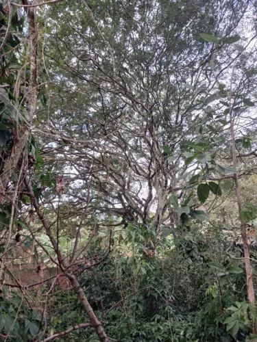 Terreno de 1.400 M² - Lagoa das Amendoeira - São José de Imbassaí - Maricá- RJ -