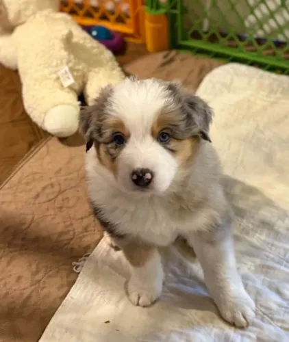Filhotes de Border Collie | Um filhote que encanta sem esforço.