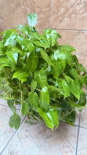 Planta ornamental FILODENTRO-CORAÇÃO