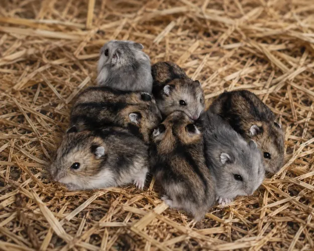 Hamster Anão russo Agouti