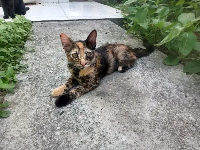 Duas gatinhas para doação