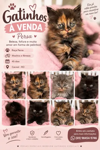 Gatos Persas