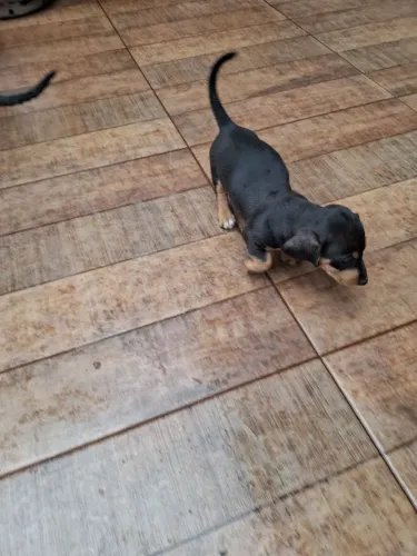 Filhote Basset macho
