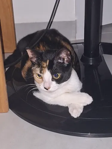 Gata tricolor de 8 meses para doação