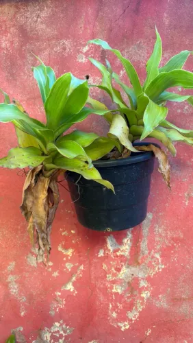 Plantas - doação
